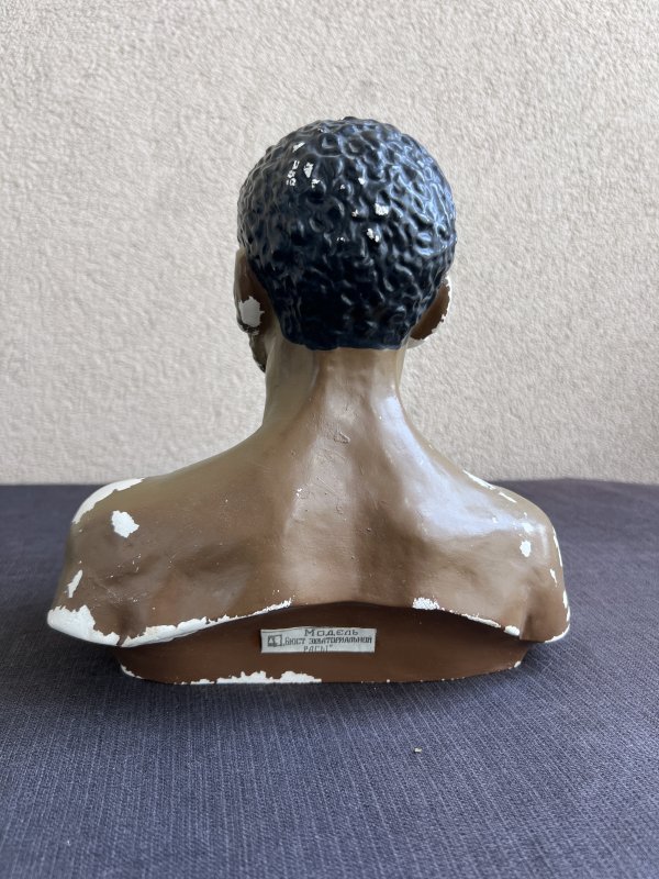 Modèle Anatomique - Homme Caraïbéen – Image 4