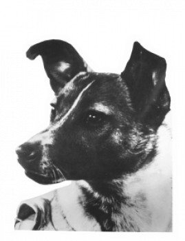 laika2